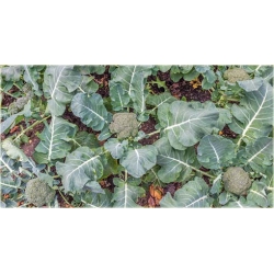 Nasiona Kalafior zielon brokul szt.5 Nxx347